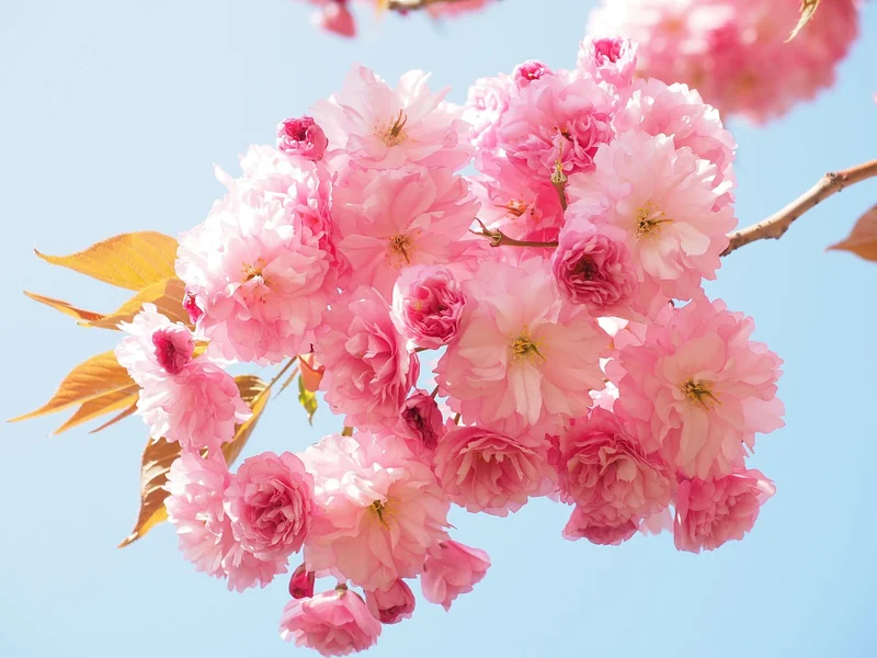 Hanami au Japon : quand les cerisiers en fleurs cachent une guerre des places