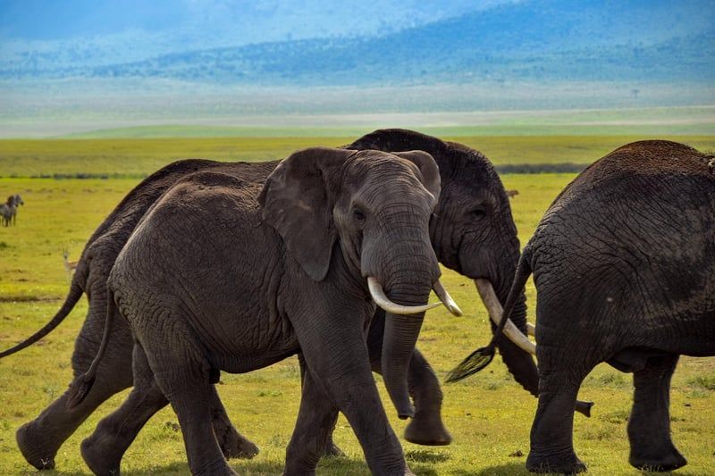 Safari guidé 2026 : immersion dans la faune et la flore africaines
