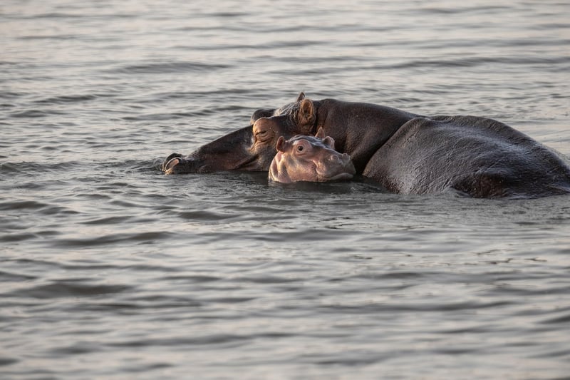 hippopotame
